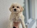55 Günlük Maltipoo Yavrularım Aşıları Tam