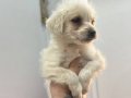 55 Günlük Maltipoo Yavrularım Aşıları Tam