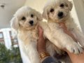 55 Günlük Maltipoo Yavrularım Aşıları Tam