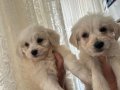 55 Günlük Maltipoo Yavrularım Aşıları Tam