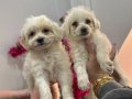 55 Günlük Maltipoo Yavrularım Aşıları Tam