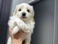 Maltese Bebekler Ev Dogumlu Evde Yetişen Yavrularım 
