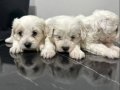 Maltese Bebekler Ev Dogumlu Evde Yetişen Yavrularım 