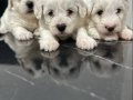 Maltese Bebekler Ev Dogumlu Evde Yetişen Yavrularım 