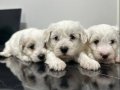 Maltese Bebekler Ev Dogumlu Evde Yetişen Yavrularım 