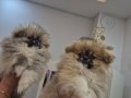 Bebek suratli yavrular orijinal POMERANIAN booo 