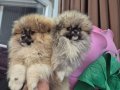 Bebek suratli yavrular orijinal POMERANIAN booo 