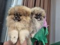 Bebek suratli yavrular orijinal POMERANIAN booo 