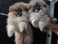 Bebek suratli yavrular orijinal POMERANIAN booo 