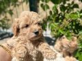 Maltipo yavrum bebek suratli sutlu çikolatalar 