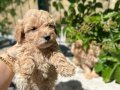 Maltipo yavrum bebek suratli sutlu çikolatalar 