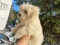 3bucuk aylık ful çiş eğimli pede yapıyor tam aşılı 