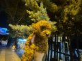 Orıjınal toypodul yavrum evde doğmuş asilari yapili anne alt