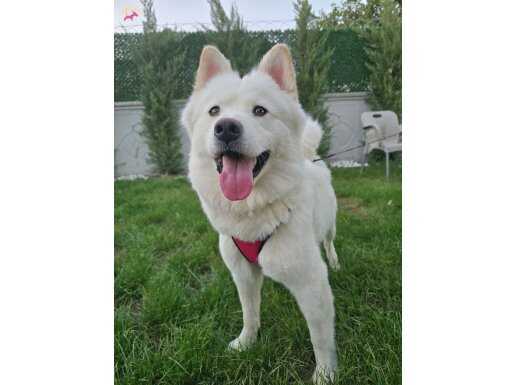 Ücretsiz Sahiplendirme