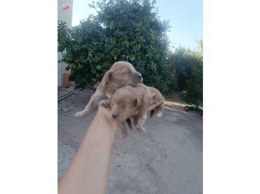 Maltibo teriyer tüy dökmez koku yapmaz yeni yuvasina gitmeye