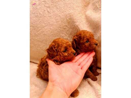 UYGUN EV DOĞUMLU , original sağlıklı hijyen mutlu yavrular