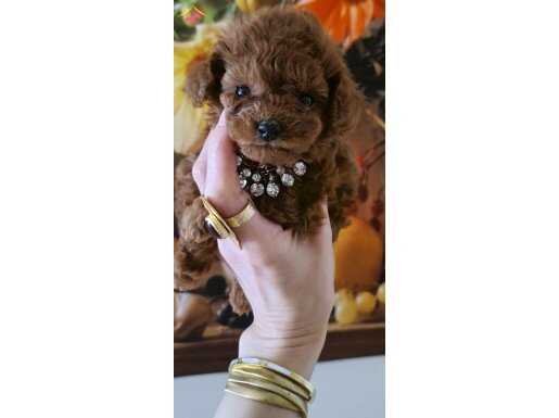Teacup poodle kızımızın evde dogum koyu renk sağlıklı hazır 
