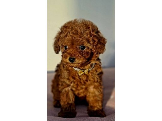 ŞAHANE TEACUP ,TOY POODLE YAVRULAR UYGUN KADIKÖY EVDEN HAZIR