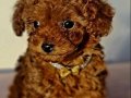 ŞAHANE TEACUP ,TOY POODLE YAVRULAR UYGUN KADIKÖY EVDEN HAZIR