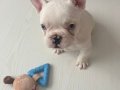 YAVRU FRENCH BULLDOG 