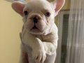 YAVRU FRENCH BULLDOG 