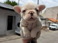YAVRU FRENCH BULLDOG 