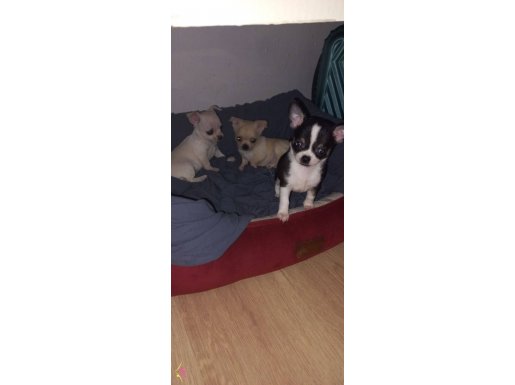 Chihuahua puppies 