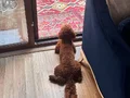 Açıklamayı okuyun güzel kızm liza
