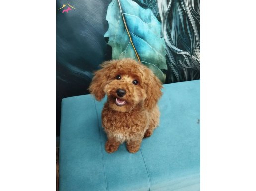 2 yaşında erkek podl aşıları ve eğitimleri tam 