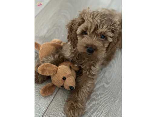 Red brown toy poodle minimum 