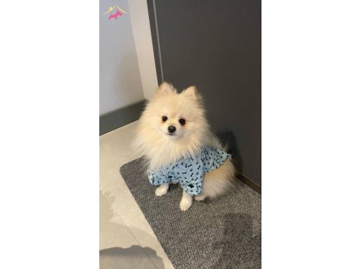 2 yaşında yavrumuz erkek kısır değildir