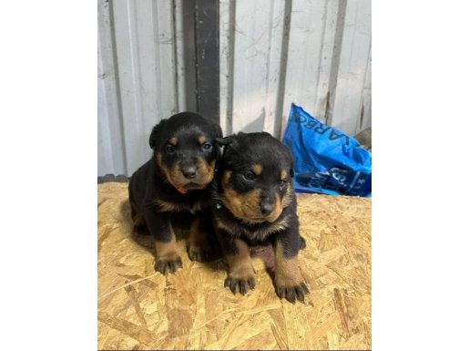 5 balkan şampiyonu yavrusu koca kafa