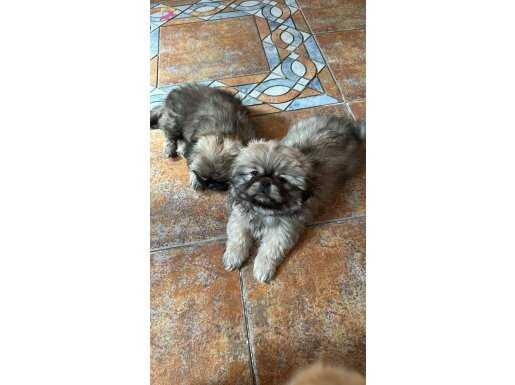 Maskeli Suratlı Safkan Pekinez Yavruları - Sosyal Ortamın Yeni Yıldızı