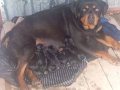 Yeni dogum Rottweiler şuan 1 haftalık yavrular saglıklı iyi.