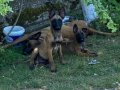 Safkan bekciko kurdu 
