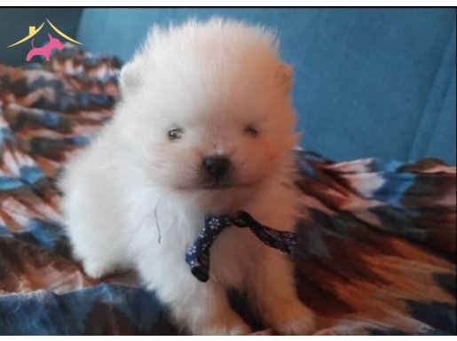 Orjinal Pomeranian boo ayı surat yavrularımız rezerveye açık