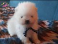 Orjinal Pomeranian boo ayı surat yavrularımız rezerveye açık
