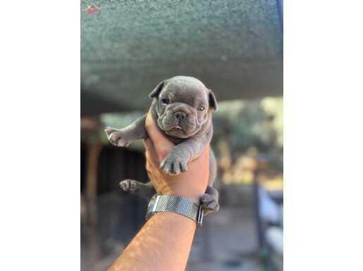 Egzotik French Bulldog