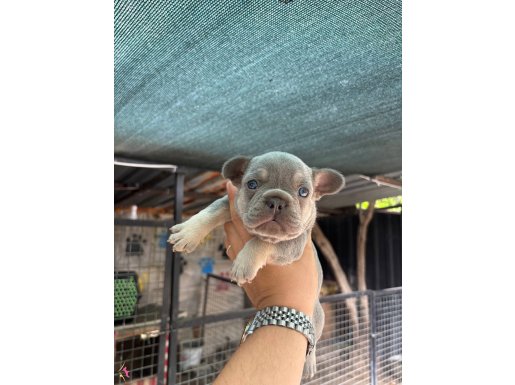 EGZOTİK FRENCH BULLDOG 