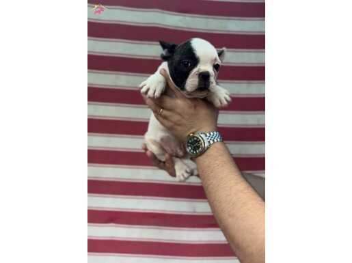FRENCH BULLDOG 