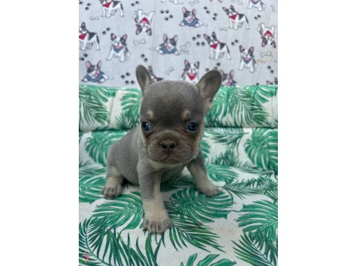 A++ Kalite FRENCH BULLDOG BEBEKLER 