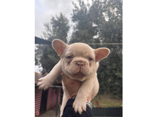 Nadir Olmak İsteyenlere New Shade İsabella Renk Erkek 