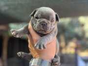 Egzotik French Bulldog