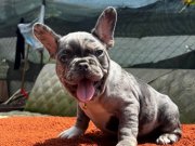 A Kalite French Bebekler 