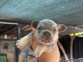 EGZOTİK FRENCH BULLDOG 