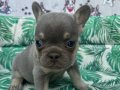 A++ Kalite FRENCH BULLDOG BEBEKLER 