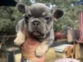 EGZOTİK FRENCH BULLDOG BEBEKLER 