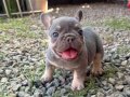 EGZOTİK FRENCH BULLDOG BEBEKLER 