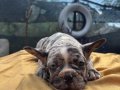 Irk ve Sağlık Garantili French Bulldog Bebekler 