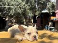 Irk ve Sağlık Garantili French Bulldog Bebekler 